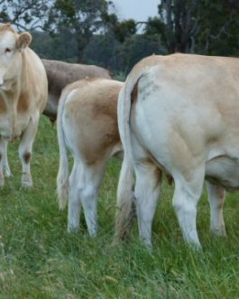 Buy BLONDE D’AQUITAINE CATTLE online